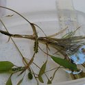 2-2ribbon-leaf_ pondweed fowers seeds fans of uw leaves